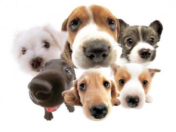 Medicina Veterinária Preventiva