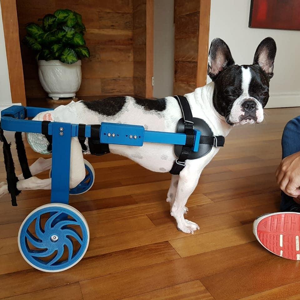 A impressão 3D na medicina veterinária.